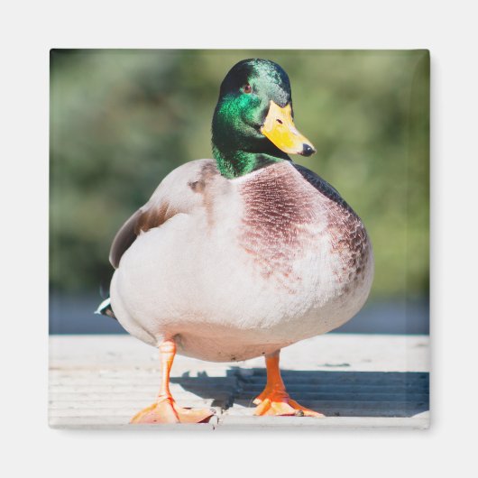 Mallard Drake Magnet (Vorne)