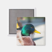 Mallard Drake Magnet (Vorderseite/Rückseite)