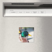 Mallard Drake Magnet (In Situ (Geschirrspüler))