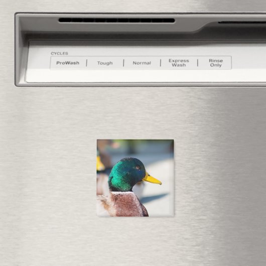 Mallard Drake Magnet (In Situ (Geschirrspüler))