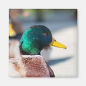 Mallard Drake Magnet (Vorne)