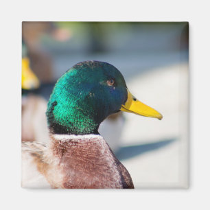 Mallard Drake Magnet