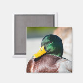 Mallard Drake Magnet (Vorderseite/Rückseite)