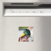 Mallard Drake Magnet (In Situ (Geschirrspüler))