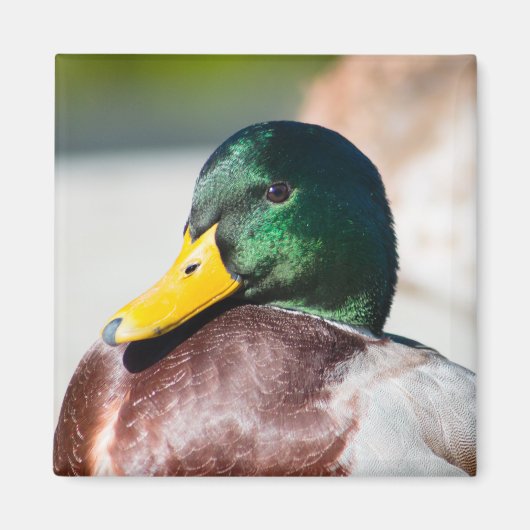 Mallard Drake Magnet (Vorne)