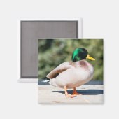 Mallard Drake Magnet (Vorderseite/Rückseite)