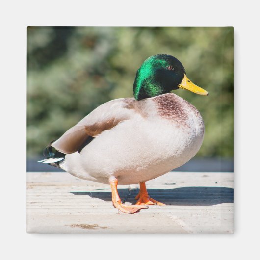 Mallard Drake Magnet (Vorne)