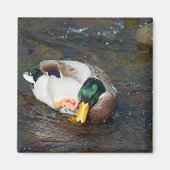 Mallard Drake Magnet (Vorne)