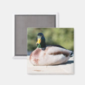 Mallard Drake Magnet (Vorderseite/Rückseite)