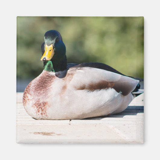 Mallard Drake Magnet (Vorne)