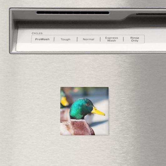 Mallard Drake Magnet (In Situ (Geschirrspüler))