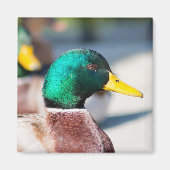 Mallard Drake Magnet (Vorne)