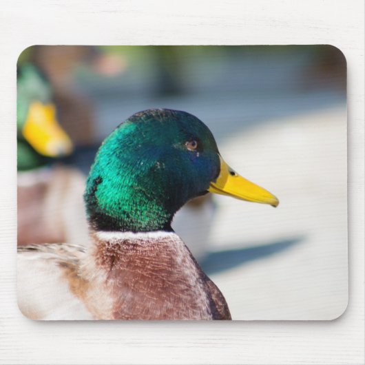Mallard Drake Mousepad (Vorne)
