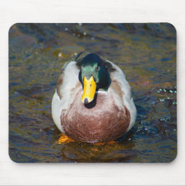 Mallard Drake Mousepad