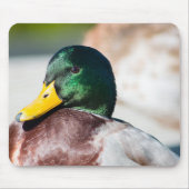 Mallard Drake Mousepad (Vorne)