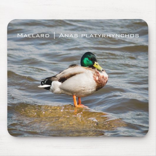 Mallard Drake Mousepad (Vorne)