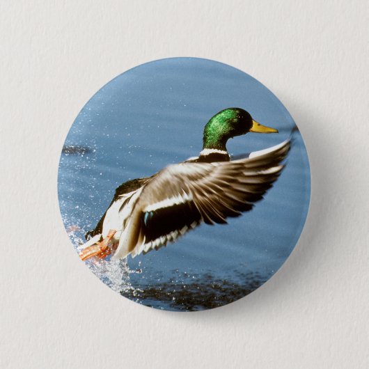 Mallard Drake nimmt Flug Button (Vorderseite)