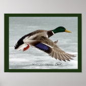 Mallard Drake Poster (Vorne)