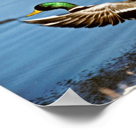 Mallard Drake Poster (Ecke)