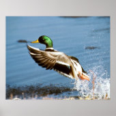 Mallard Drake Poster (Vorne)