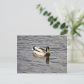 Mallard Drake Postkarte (Stehend Vorderseite)