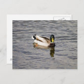 Mallard Drake Postkarte (Vorne/Hinten)