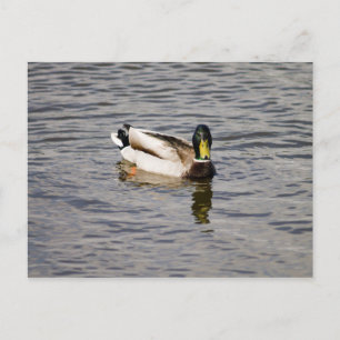 Mallard Drake Postkarte