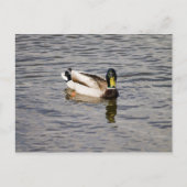 Mallard Drake Postkarte (Vorderseite)