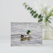 Mallard Drake Postkarte (Stehend Vorderseite)