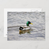 Mallard Drake Postkarte (Vorne/Hinten)