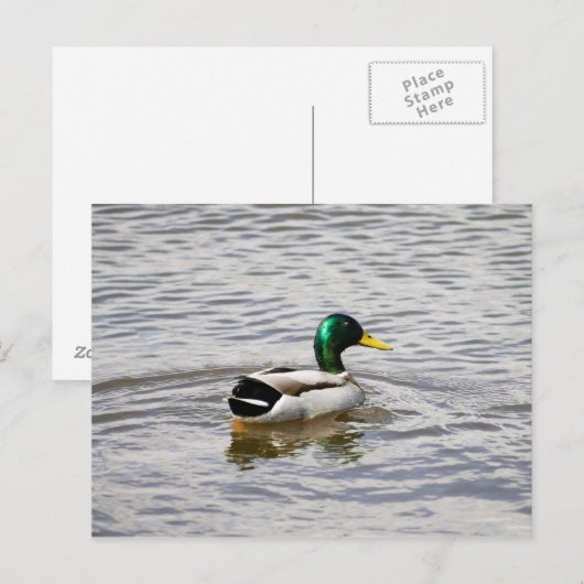 Mallard Drake Postkarte (Vorne/Hinten)