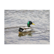 Mallard Drake