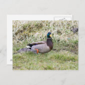 Mallard Drake Postkarte (Vorne/Hinten)