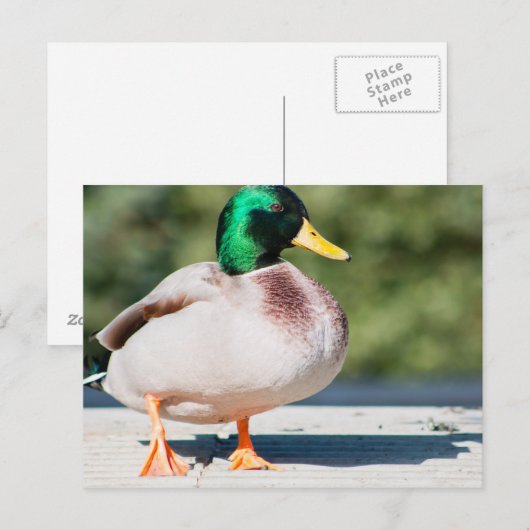 Mallard Drake Postkarte (Vorne/Hinten)