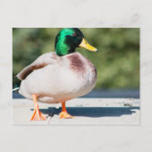 Mallard Drake Postkarte (Vorderseite)