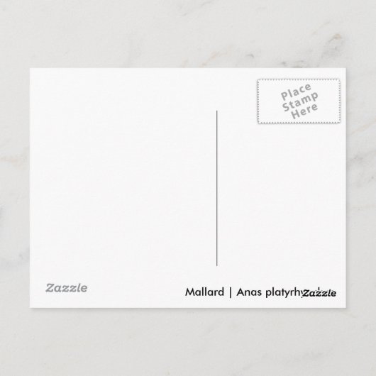 Mallard Drake Postkarte (Rückseite)