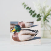 Mallard Drake Postkarte (Stehend Vorderseite)