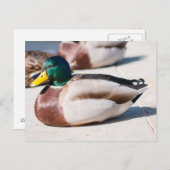 Mallard Drake Postkarte (Vorne/Hinten)