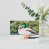Mallard Drake Postkarte (Stehend Vorderseite)