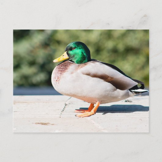 Mallard Drake Postkarte (Vorderseite)