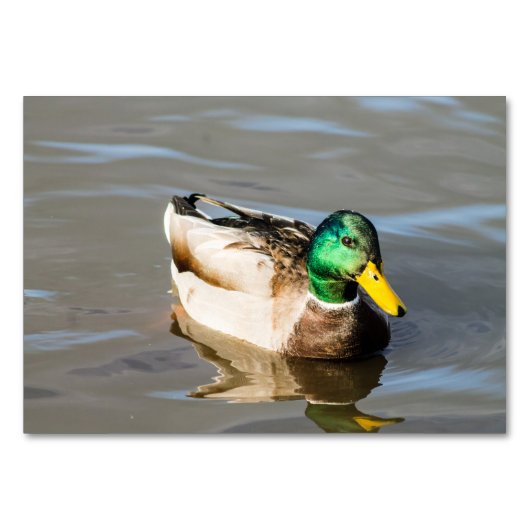 Mallard Drake Tischnummer (Vorderseite)