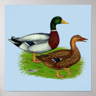 Mallard Drake und Duck Poster