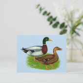 Mallard Drake und Duck Postkarte (Stehend Vorderseite)