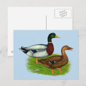 Mallard Drake und Duck Postkarte (Vorne/Hinten)
