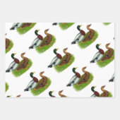Mallard Drake und Ente Geschenkpapier Set (Vorderseite)