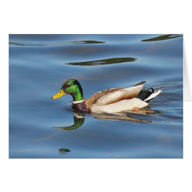 Mallard Duck (Vorderseite (Horizontal))
