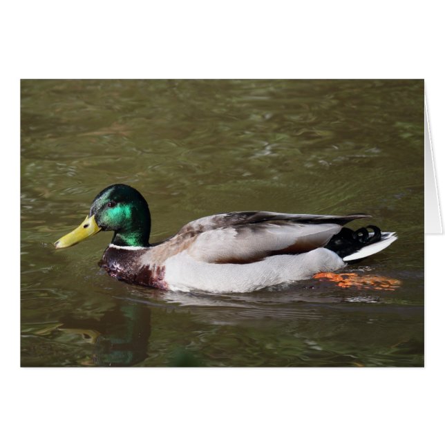 Mallard Duck (Vorderseite (Horizontal))