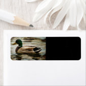 Mallard Duck (Insitu)