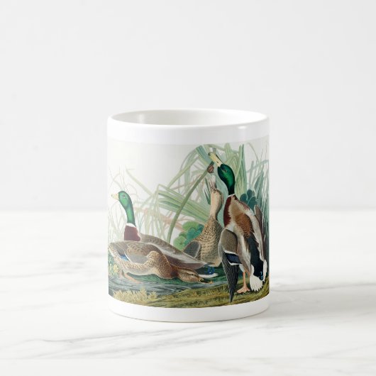 Mallard Duck, 1834, From the Birds of America Kaffeetasse (Mittel)