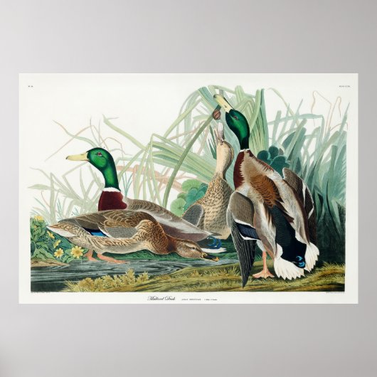 Mallard Duck, 1834, From the Birds of America Poster (Vorne)